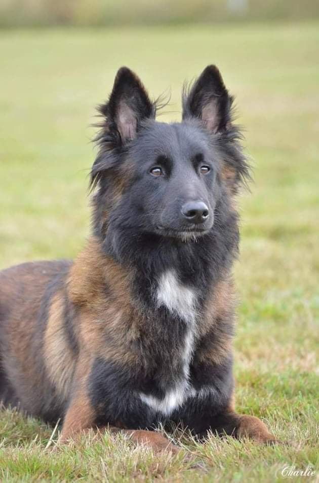 P'démon de la croisade des loups