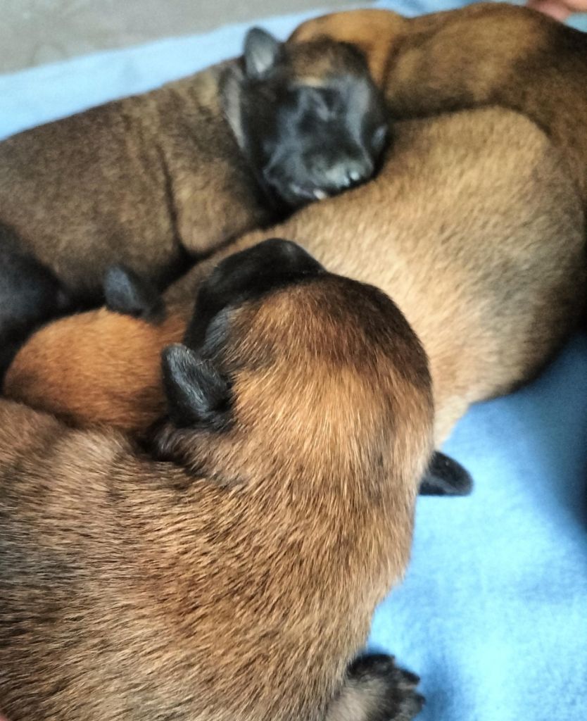 Des Crocs Du Crépuscule - Chiots disponibles - Berger Belge