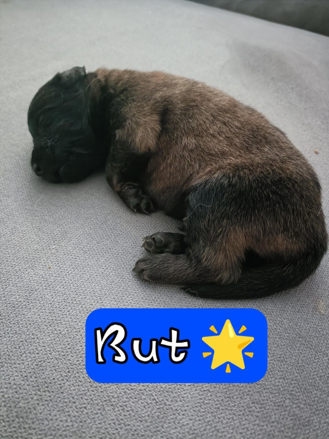 Des Crocs Du Crépuscule - Chiots disponibles - Berger Belge