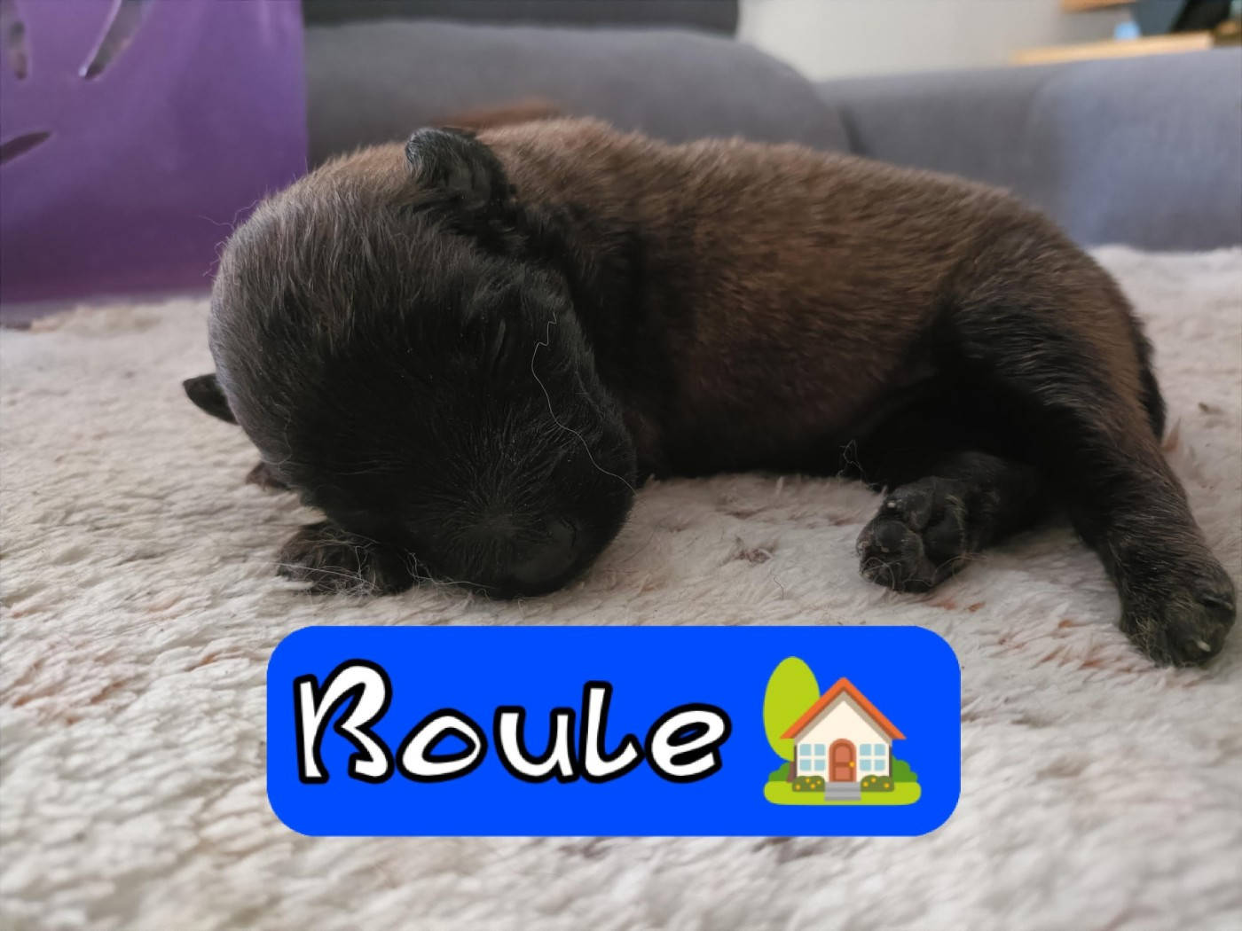 Des Crocs Du Crépuscule - Chiots disponibles - Berger Belge