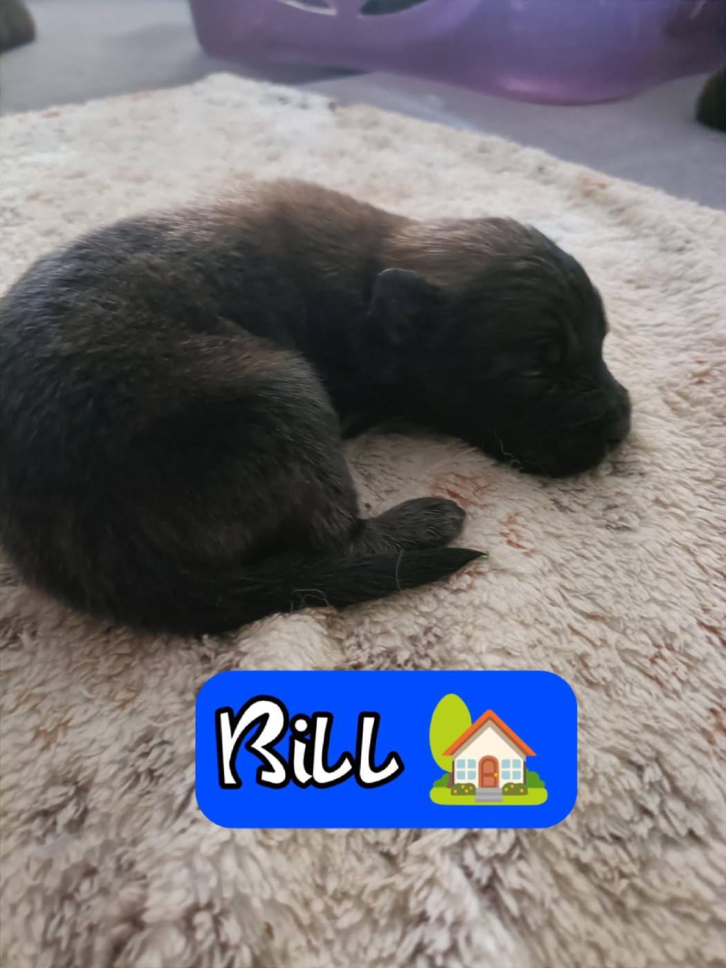 Des Crocs Du Crépuscule - Chiots disponibles - Berger Belge