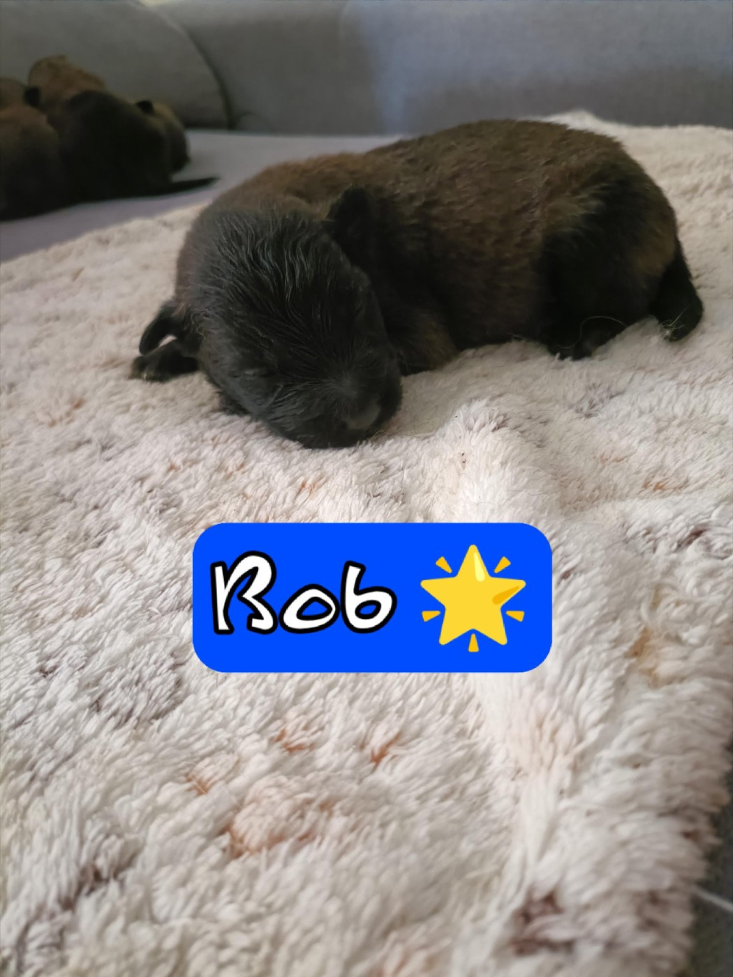 Des Crocs Du Crépuscule - Chiots disponibles - Berger Belge