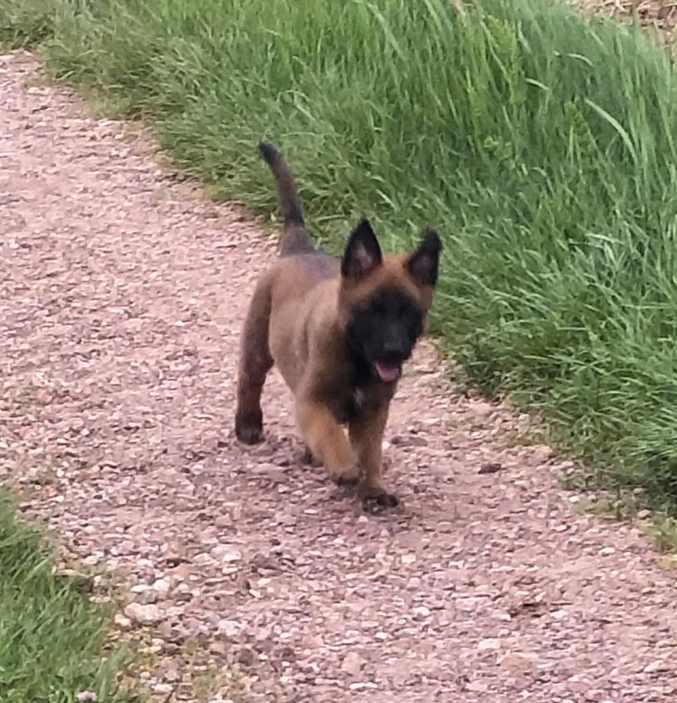 Des Crocs Du Crépuscule - Chiots disponibles - Berger Belge