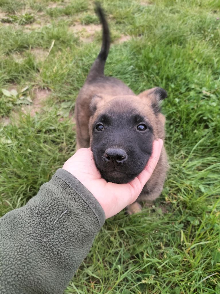 Des Crocs Du Crépuscule - Chiots disponibles - Berger Belge