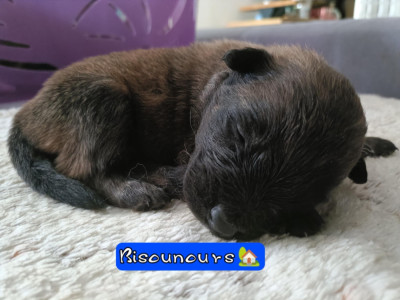 Bisounours