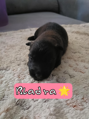 Baldra