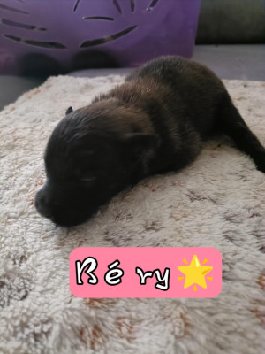 Béryl